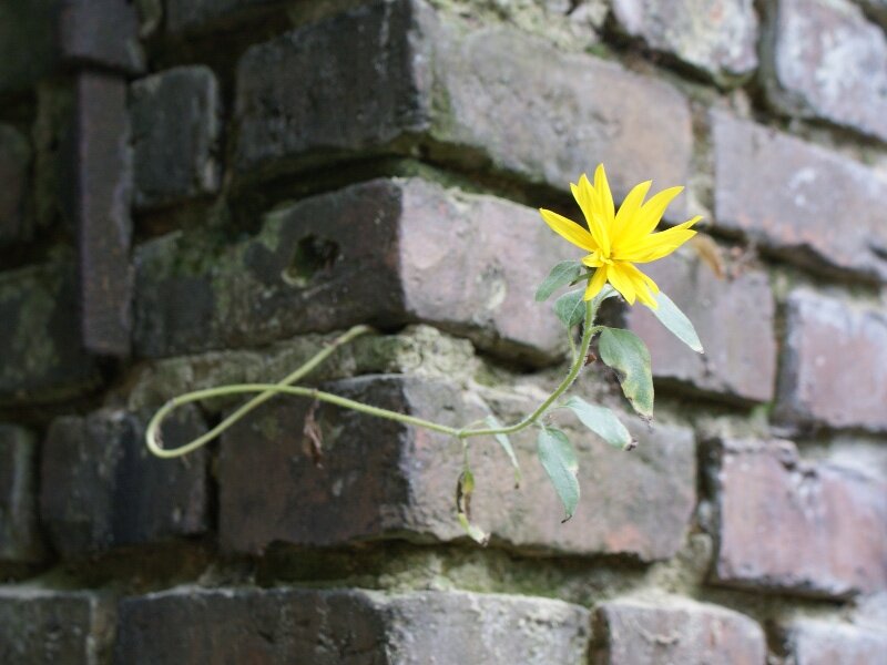 Eine tolle Sonnenblume